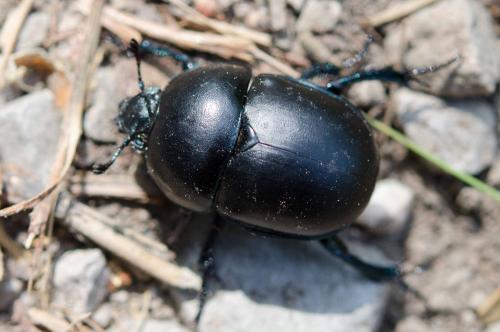 Réf. 239 223 : Trypocopris sp.
