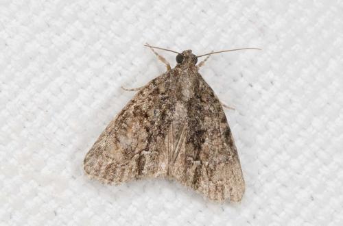 Réf. 239 343 : Cryphia ochsi