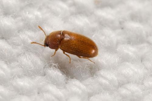 Typhaea sp.