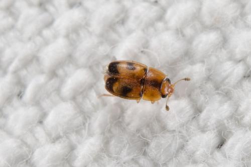 Réf. 239 344 : Epuraea sp.