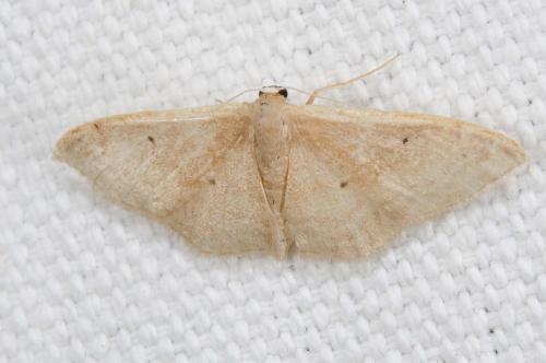 Réf. 239 535 : Idaea sp.