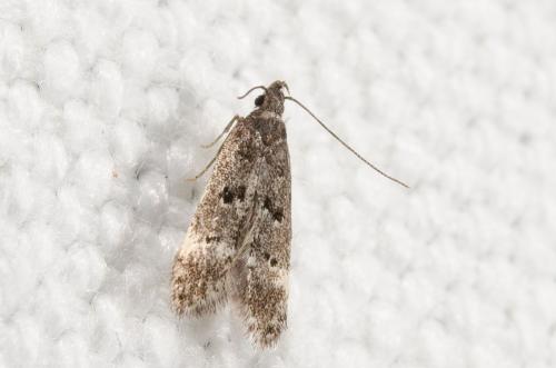 Dichomeris alacella