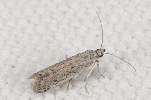Réf. 239 536 : Phycitodes sp.