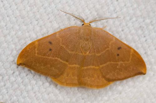Réf. 239 417 : Watsonalla binaria