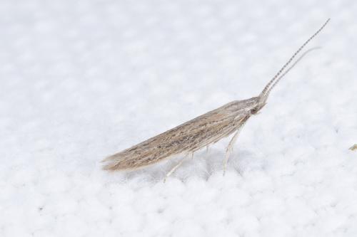 Coleophora sp.