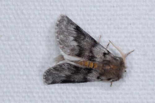 Thaumetopoea pityocampa