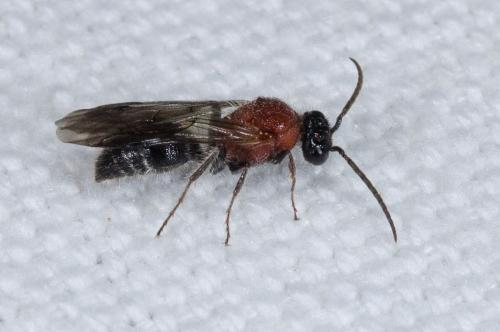 Réf. 239 679 : Smicromyrmini inconnu