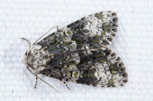 Craniophora ligustri