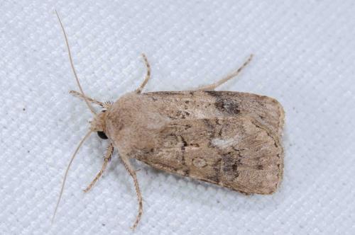 Réf. 239 882 : Agrotis bigramma