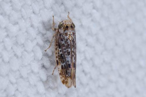 Réf. 239 634 : Allygus mixtus