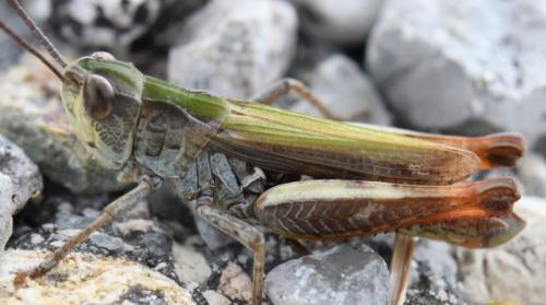 Réf. 239 866 : Chorthippus saulcyi daimei