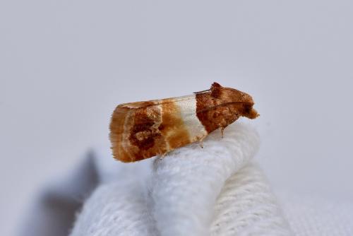 Epinotia festivana