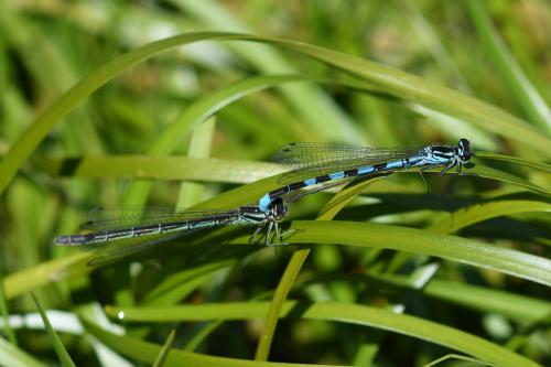 Coenagrion hastulatum
