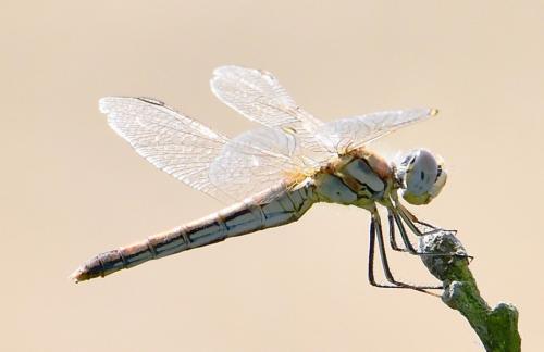 Réf. 239 915 : Sympetrum fonscolombii