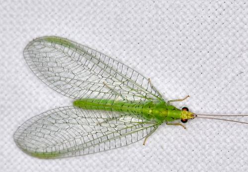 Pseudomallada flavifrons