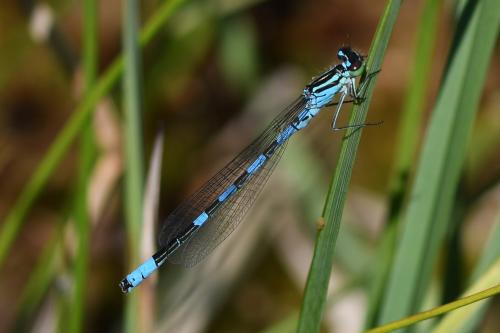 Réf. 239 599 : Coenagrion hastulatum