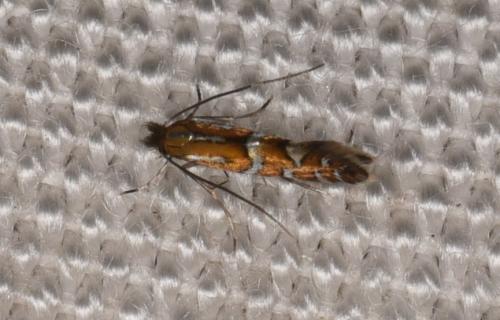 Réf. 239 056 : Phyllonorycter sp.