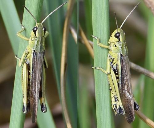 Réf. 239 424 : Stethophyma grossum