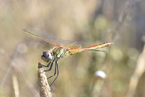 Réf. 239 471 : Sympetrum fonscolombii