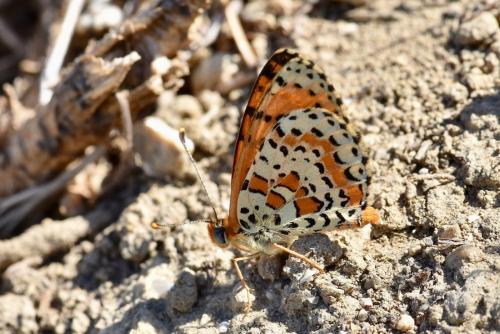 Melitaea didyma