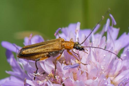 Oedemera podagrariae