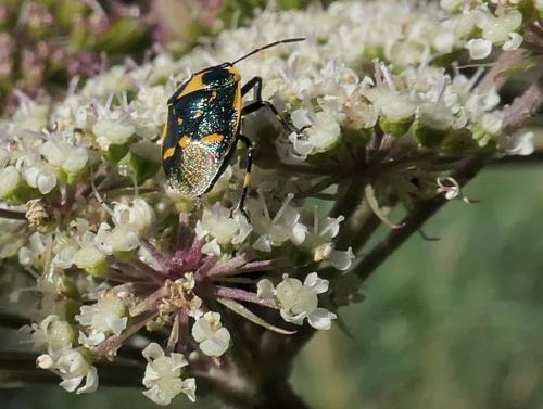 Réf. 239 670 : Eurydema oleracea
