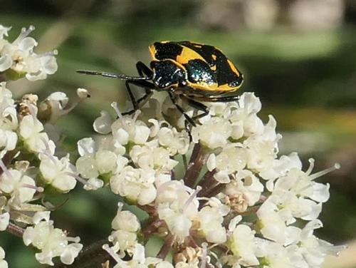 Réf. 239 671 : Eurydema oleracea