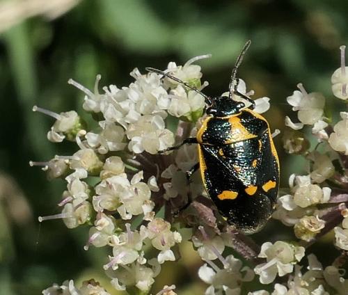 Eurydema oleracea