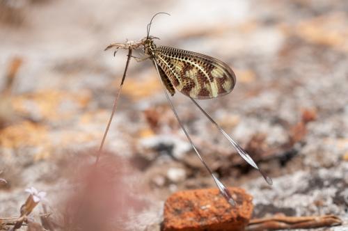 Réf. 239 233 : Nemoptera bipennis