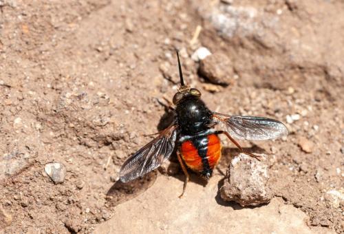 Nemestrinus perezii