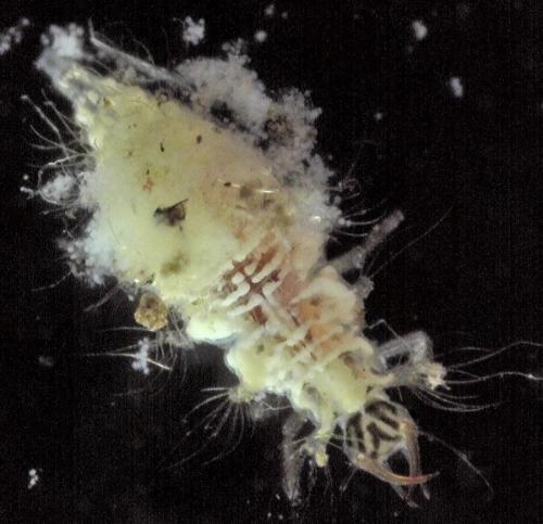 Réf. 239 070 : Pseudomallada sp.