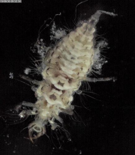 Pseudomallada sp.