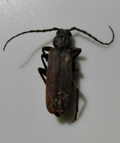 Arhopalus rusticus