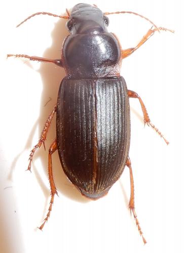 Pseudoophonus rufipes