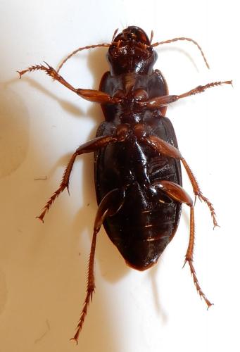 Réf. 239 934 : Pseudoophonus rufipes