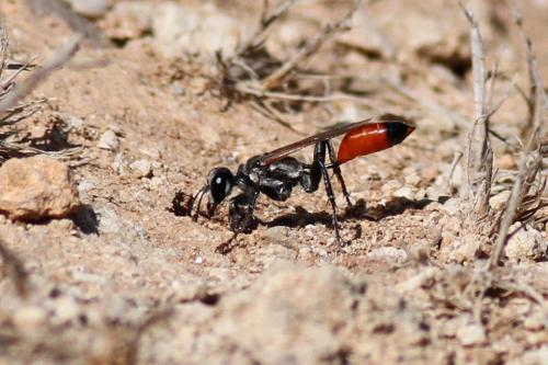 Prionyx sp.
