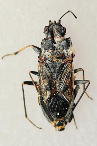 Réf. 239 725 : Rhyparochromus vulgaris