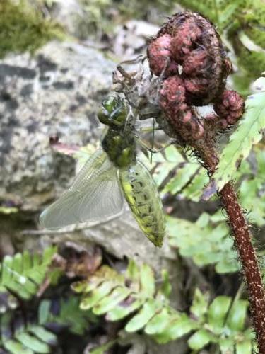 Libellula depressa