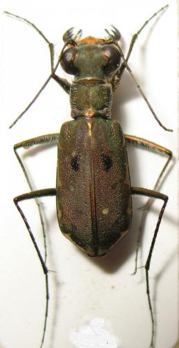Myriochila melancholica