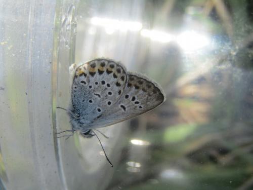 Réf. 239 032 : Plebejus argus