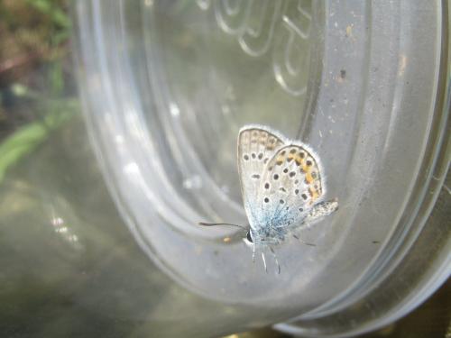 Réf. 239 034 : Plebejus argus