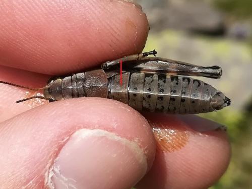 Réf. 239 709 : Podisma amedegnatoae