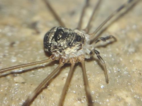 Réf. 239 234 : Amilenus aurantiacus