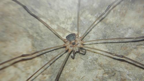 Amilenus aurantiacus