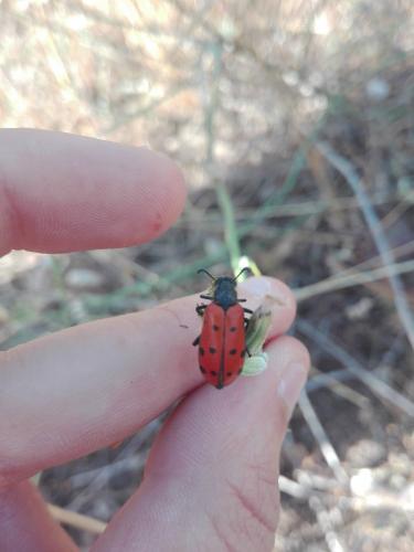 Hycleus duodecimpunctatus