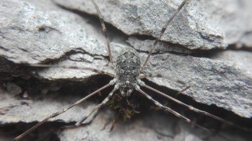 Mitopus glacialis