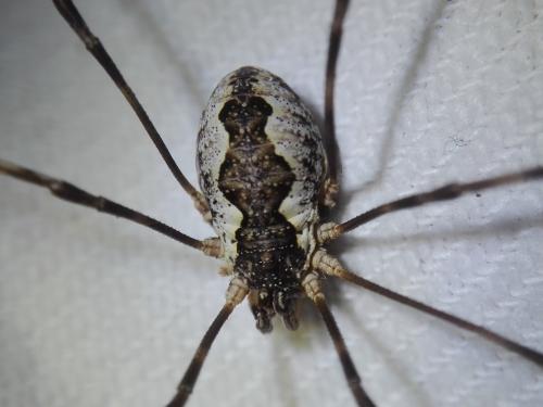 Réf. 239 238 : Mitopus morio