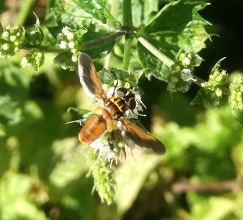 Trichopoda pictipennis