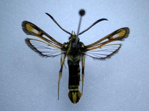 Bembecia iberica