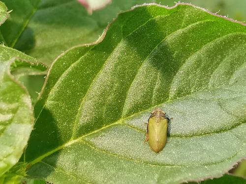Tettigometra laeta